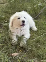 To bey, a male Great Pyrenees for sale in Pierce City, MO – 8 of 8