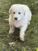To bey, a male Great Pyrenees for sale in Pierce City, MO – 4 of 8