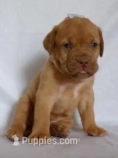 Gus – Dogue de Bordeaux puppy for sale in Pierce City, MO
