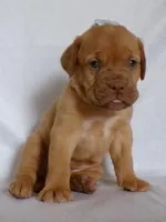 Gus, a male Dogue de Bordeaux for sale in Pierce City, MO – 1 of 9