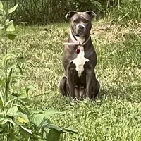Izzy, a female American Pit Bull Terrier for sale in Pierce City, MO – Photo 2 of 6