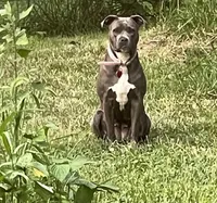 Izzy, a female American Pit Bull Terrier for sale in Pierce City, MO – Photo 2 of 6