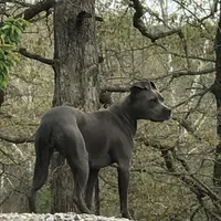 Izzy, a female American Pit Bull Terrier for sale in Pierce City, MO – Photo 3 of 6