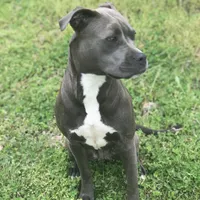 Izzy, a female American Pit Bull Terrier for sale in Pierce City, MO – Photo 5 of 6