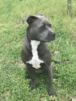 Izzy, a female American Pit Bull Terrier for sale in Pierce City, MO – Photo 5 of 6