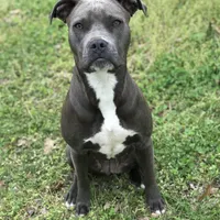 Izzy, a female American Pit Bull Terrier for sale in Pierce City, MO – Photo 6 of 6