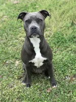 Izzy, a female American Pit Bull Terrier for sale in Pierce City, MO – Photo 6 of 6