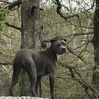 Izzy, a female American Pit Bull Terrier for sale in Pierce City, MO – Photo 4 of 6