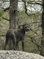 Izzy, a female American Pit Bull Terrier for sale in Pierce City, MO – Photo 4 of 6