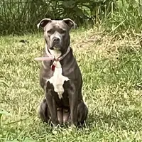 Izzy, a female American Pit Bull Terrier for sale in Pierce City, MO – Photo 1 of 6