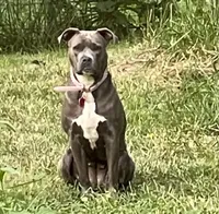 Izzy, a female American Pit Bull Terrier for sale in Pierce City, MO – Photo 1 of 6