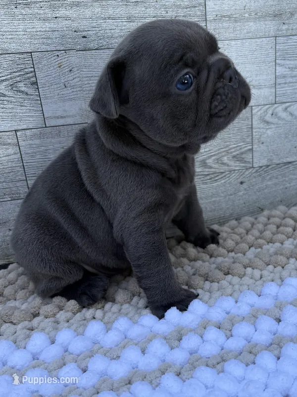 Tobey  – French Bulldog puppy for sale in Pierce City, MO