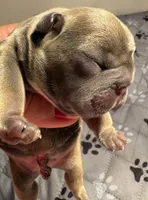 Tobey , a male French Bulldog for sale in Pierce City, MO – 4 of 8