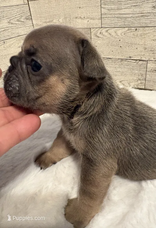 Stella – French Bulldog puppy for sale in Pierce City, MO