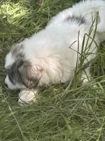Roxanne, a female Great Pyrenees for sale in Pierce City, MO – 3 of 6