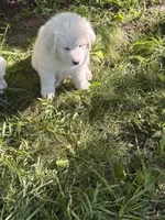 Jolene, a female Great Pyrenees for sale in Pierce City, MO – 4 of 4