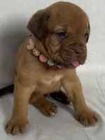 Hoss, a male Dogue de Bordeaux for sale in Pierce City, MO – 8 of 10