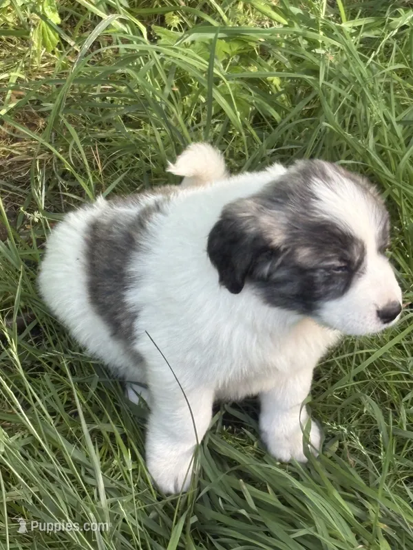 Roscoe – Great Pyrenees puppy for sale in Pierce City, MO