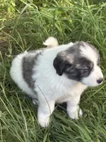 Roscoe, a male Great Pyrenees for sale in Pierce City, MO – 1 of 4