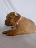 Gus, a male Dogue de Bordeaux for sale in Pierce City, MO – 5 of 9