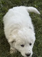 To bey, a male Great Pyrenees for sale in Pierce City, MO – 2 of 8