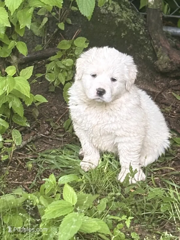 Jolene – Great Pyrenees puppy for sale in Pierce City, MO