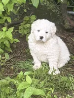 Jolene, a female Great Pyrenees for sale in Pierce City, MO – 1 of 4