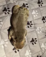 Silas, a male French Bulldog for sale in Pierce City, MO – 4 of 7