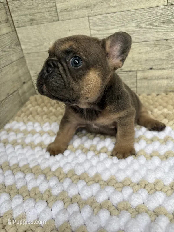 Stella – French Bulldog puppy for sale in Pierce City, MO