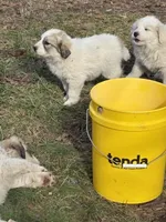 Tobey, a male Great Pyrenees for sale in Pierce City, MO – Photo 1 of 4