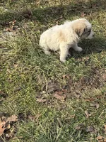 Tobey, a male Great Pyrenees for sale in Pierce City, MO – Photo 4 of 4