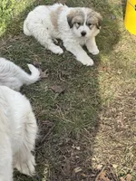 Tobey, a male Great Pyrenees for sale in Pierce City, MO – Photo 2 of 4