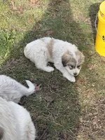 Tobey, a male Great Pyrenees for sale in Pierce City, MO – Photo 3 of 4