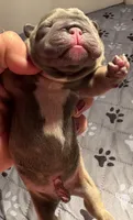 Tobey , a male French Bulldog for sale in Pierce City, MO – 2 of 8