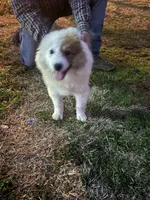 Micky, a female Great Pyrenees for sale in Pierce City, MO – Photo 6 of 6