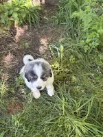 Roscoe, a male Great Pyrenees for sale in Pierce City, MO – 4 of 4