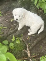 Georgia, a female Great Pyrenees for sale in Pierce City, MO – 3 of 4