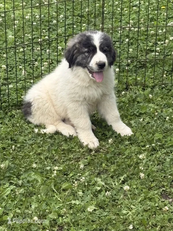 Roxanne – Great Pyrenees puppy for sale in Pierce City, MO