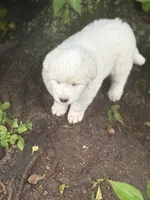 Jolene, a female Great Pyrenees for sale in Pierce City, MO – 2 of 4