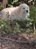 To bey, a male Great Pyrenees for sale in Pierce City, MO – 5 of 8