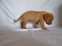 Gus, a male Dogue de Bordeaux for sale in Pierce City, MO – 3 of 9