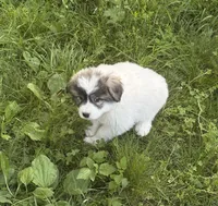 Roxanne, a female Great Pyrenees for sale in Pierce City, MO – 5 of 6