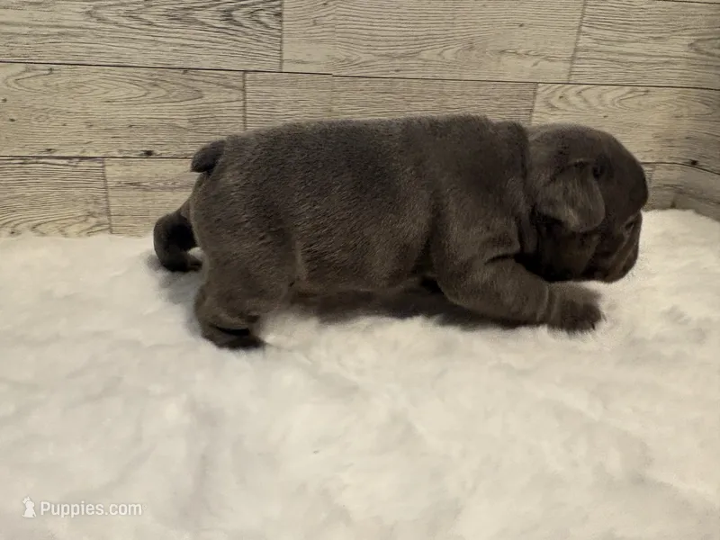 Tobey  – French Bulldog puppy for sale in Pierce City, MO