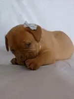 Gus, a male Dogue de Bordeaux for sale in Pierce City, MO – 2 of 9