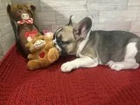 Reba, a female French Bulldog for sale in Pierce City, MO – Photo 8 of 9