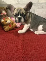 Reba, a female French Bulldog for sale in Pierce City, MO – Photo 7 of 9