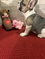 Reba, a female French Bulldog for sale in Pierce City, MO – Photo 2 of 9