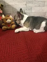 Reba, a female French Bulldog for sale in Pierce City, MO – Photo 3 of 9