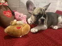 Reba, a female French Bulldog for sale in Pierce City, MO – Photo 1 of 9