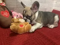 Reba, a female French Bulldog for sale in Pierce City, MO – Photo 4 of 9